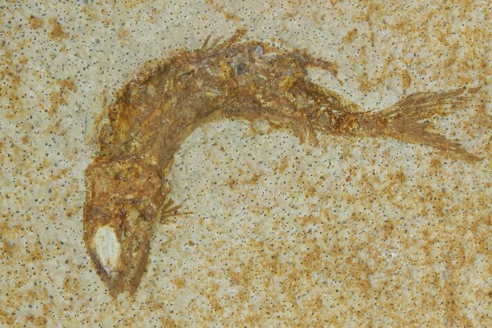 Jurassic Fossil Fish (Leptoleptis) - Solnhofen Limestone #112696